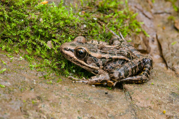 Fototapeta premium Pickerel frog on mossy rock in State Park
