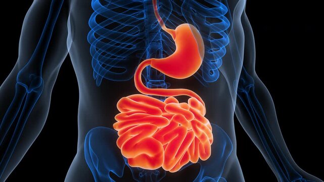 Human Digestive System Stomach with Small Intestine Anatomy Animation Concept