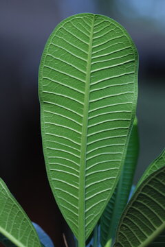 Feuille tropicale de Plumeria en gros plan avec texture naturelle
