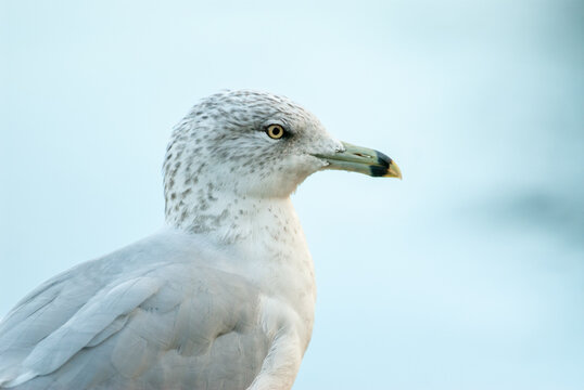Portrait of a ring-billed gull with soft background