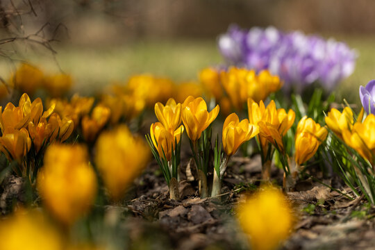 Macro photo of crocus flowers highlighting delicate petals and fine natural details. The image emphasizes vibrant colors, soft textures, and early spring bloom, symbolizing renewal and seasonal change
