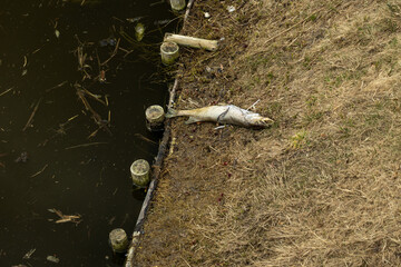 Dead fish floating in dirty water during spring. The scene highlights polluted conditions with visible mud, waste, and environmental contamination, emphasizing the impact of pollution on water © Point of view