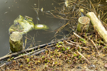 Dead fish floating in dirty water during spring. The scene highlights polluted conditions with visible mud, waste, and environmental contamination, emphasizing the impact of pollution on water © Point of view