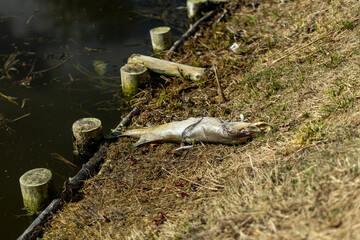 Dead fish floating in dirty water during spring. The scene highlights polluted conditions with visible mud, waste, and environmental contamination, emphasizing the impact of pollution on water © Point of view