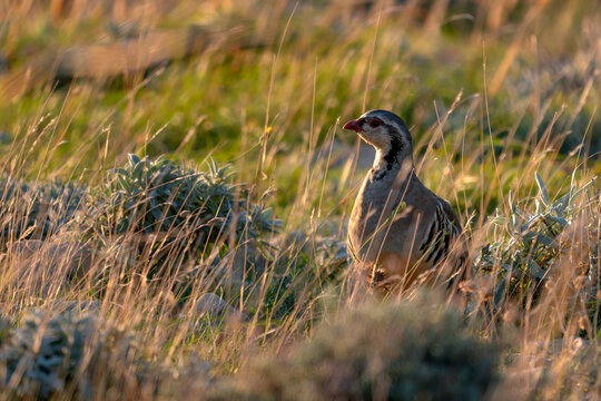 Rock Partridge - Alectoris graeca, beautiful colored bird from Souther Europeans bushes nad rocks, Pag island, Croatia.