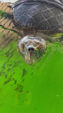 A turtle's head is looking out of murky green water. Wet scales with brown and dark patterns. The top of the shell is visible. Small air bubbles on the surface. Rehabilitation  center