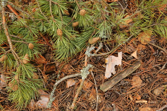 green moss on the ground