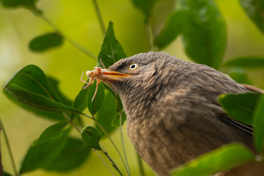references that sharp focused eye of the babbler