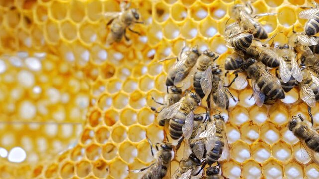 Dead Bees Close Up, Pollinator Crisis and Environmental Impact,Disease Infection