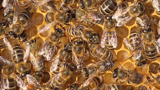 Bee larvae are visible in the honeycombs.
This is one of the stages of a bee colony's development.
