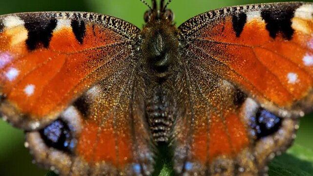 Extreme macro shot of a Small Tortoiseshell butterfly (Aglais urticae) highlighting the intricate wing scales, vibrant orange patterns, black markings, and hairy thorax texture.
