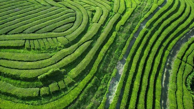 4K Aerial Close-up of Gorreana Tea Plantation in Azores. Cinematic Drone View of Green Tea Bushes Patterns and Abstract Geometry. Sao Miguel Island Portugal. High Resolution Nature Footage.
