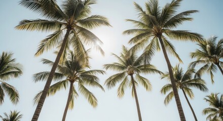 Fototapeta premium Tropical Palm Trees Under Clear Sky