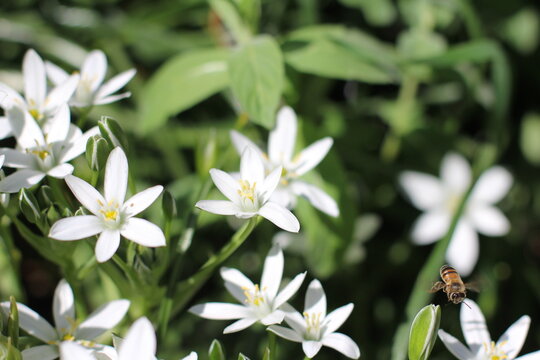 A bee lands on a flowering Ornithogalum umbellatum in a garden in spring.