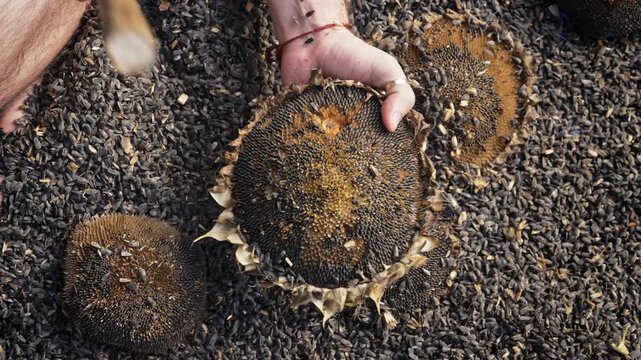 Man Threshing Sunflower Seeds Hand With Stick, Hitting Dry Flower Heads Stick.