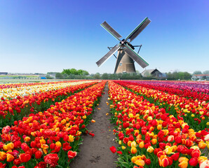 Naklejka premium dutch windmills over tulip flowers field in sunny day, Netherlands