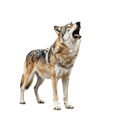 Fototapeta premium Majestic wolf standing and howling with open mouth on a white background