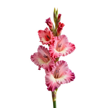 Elegant gladiolus flower with pink petals and green stem stands against a white backdrop