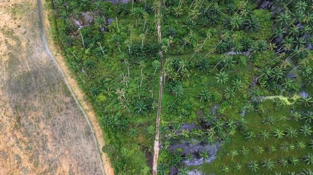 Aerial Drone View Lush Green Oil Palm Plantation Canopy