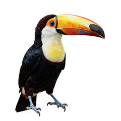 Obraz premium Beautiful toco toucan standing with its vivid, multicolored beak in the air on a white backdrop