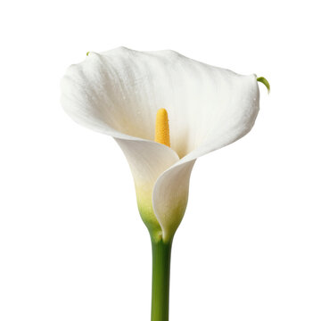 Elegant arum lily with a yellow spadix isolated on a white background