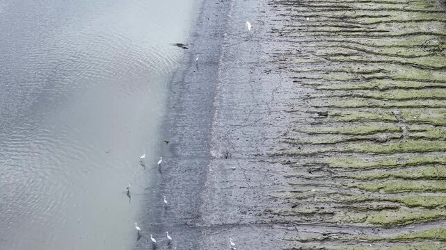 Aerial white egrets on muddy tidal flats shoreline