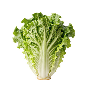 Freshness revealed: close-up of vibrant escarole lettuce on a bright white canvas, capturing nature's beauty