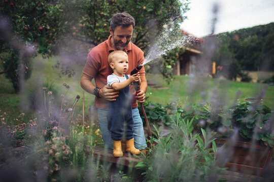 Little daughter helping dad in garden, watering plants with hose.