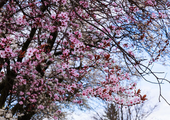 kwitnące drżewo przy drodze na różowo © Arek mały