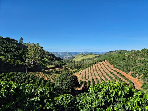 Coffee plantantion and mountain landscape at Serra Negra SP
