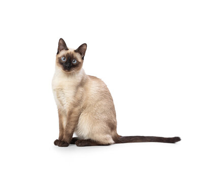 Beautiful young siamese cat posing in studio on white background