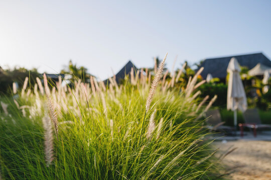 Tropical ornamental grass with soft seed heads near beach resort.