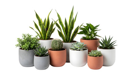Fototapeta premium A collection of various potted plants and succulents on transparent background