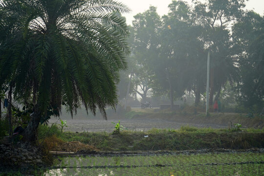 Serene morning landscape featuring a palm tree and misty rice fields in rural Bengal