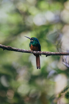 rufous-tailed jacamar hummingbird on branch