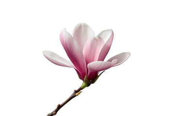 Obraz premium Pink magnolia flower blooming on transparent background
