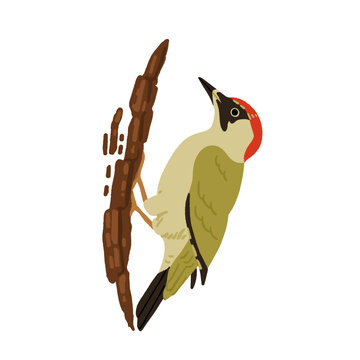 European forest birds set with European green woodpecker, fieldfare, brambling, yellowhammer and Eurasian collared dove. Flat vector bird watching illustration set