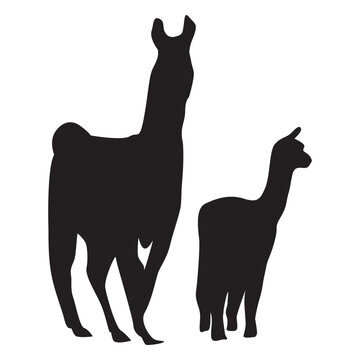 Llama and cria silhouette