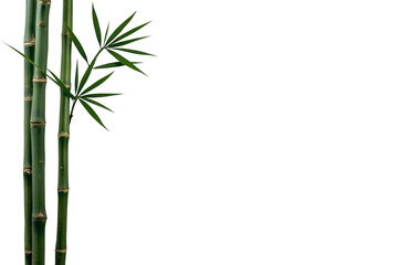 Naklejka premium Green bamboo stalks with leaves on transparent background