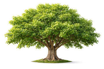 Obraz premium Bodhi tree majestic Tree of Life: A stunning visual of a large tree with its lush green foliage and sturdy trunk, reaching towards the sky, representing strength and nature's beauty.