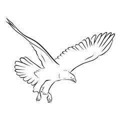Obraz premium Eagle in flight sketch vector