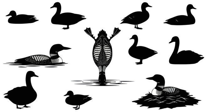 Collection of various duck and loon illustrations in silhouette