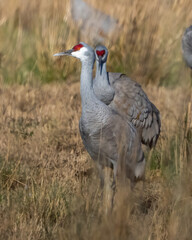 Naklejka premium Sandhill Crane Sand Hill at Richland Washington 