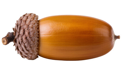 Isolated ripe brown acorn with textured cap, natural autumn seed from an oak tree © Luca