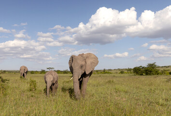 Elephant Family © George Erwin Turner