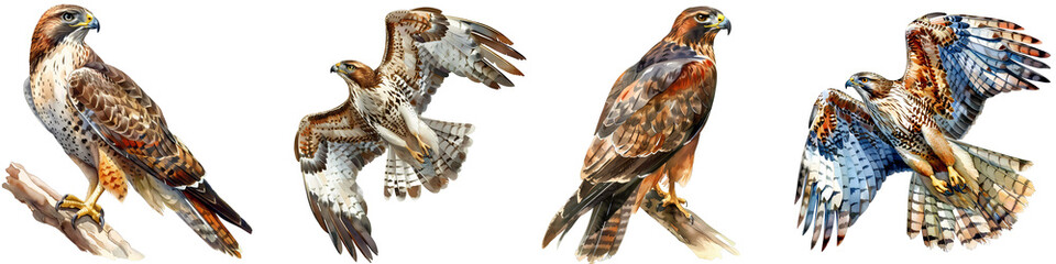 Fototapeta premium Four various hawks are depicted in different poses against a black backdrop