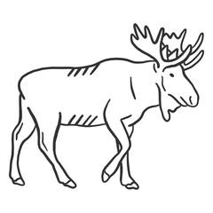 Fototapeta premium Moose hoof elk muzzle antler doodle