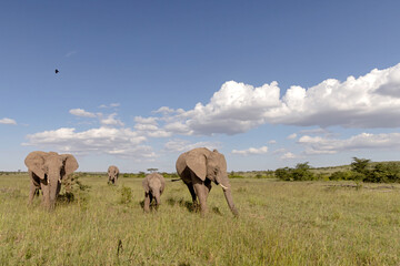 Elephant Family © George Erwin Turner