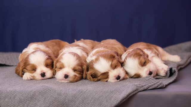 Adorable Cavalier King Charles Spaniel puppies nestle together on a blanket against a soft bokeh background. A pet concept.