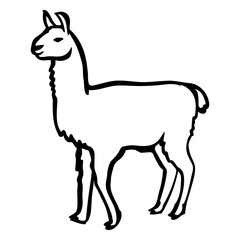 Obraz premium Llama animal stroke llama